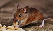 24 Hour & Emergency Exterminators in Stoufferstown, PA